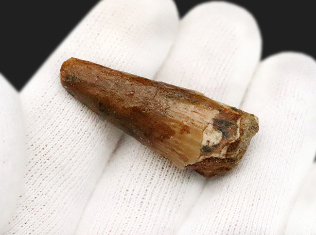 映画『ジュラシック・パーク』第3作で一躍有名になった恐竜、スピノサウルス（Spinosaurus）の歯化石（その2）