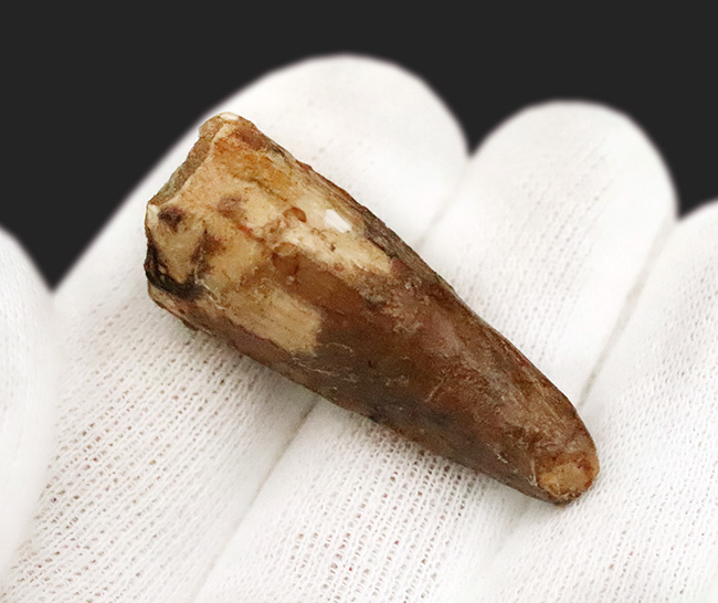 映画『ジュラシック・パーク』第3作で一躍有名になった恐竜、スピノサウルス（Spinosaurus）の歯化石（その3）