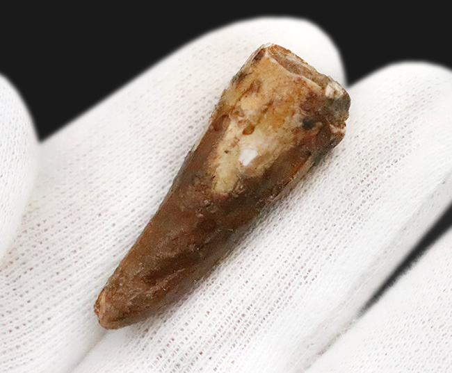 映画『ジュラシック・パーク』第3作で一躍有名になった恐竜、スピノサウルス（Spinosaurus）の歯化石（その4）