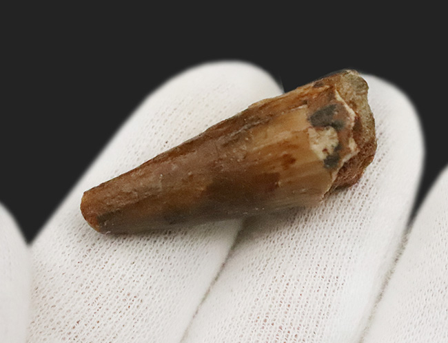 映画『ジュラシック・パーク』第3作で一躍有名になった恐竜、スピノサウルス（Spinosaurus）の歯化石（その5）