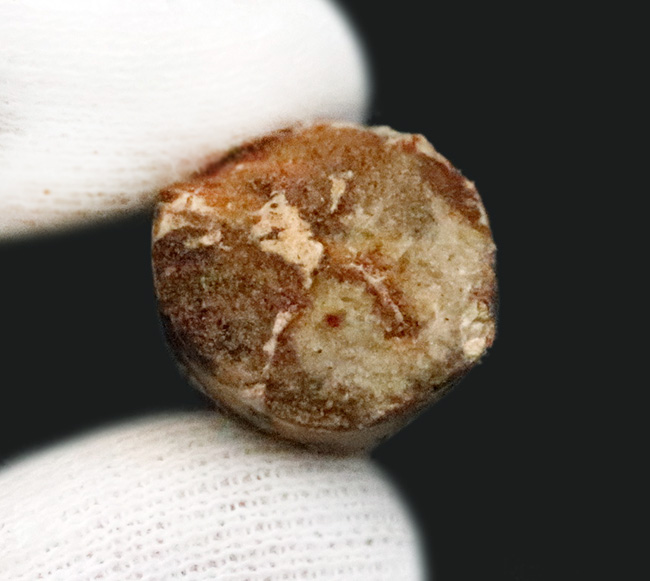 映画『ジュラシック・パーク』第3作で一躍有名になった恐竜、スピノサウルス（Spinosaurus）の歯化石（その6）