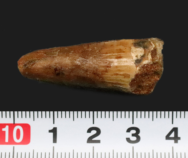 映画『ジュラシック・パーク』第3作で一躍有名になった恐竜、スピノサウルス（Spinosaurus）の歯化石（その7）