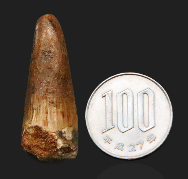 映画『ジュラシック・パーク』第3作で一躍有名になった恐竜、スピノサウルス（Spinosaurus）の歯化石（その8）