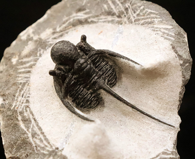 三葉虫コレクター必見の極上品!繊細かつ華麗で美しく、見るものを魅了してやまない、大人気三葉虫、キファスピス(Cyphaspis)の極上個体。繊細な棘が母岩に保持されている点にもご注目!(その1)