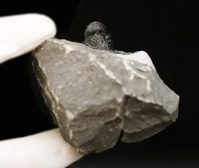 三葉虫コレクター必見の極上品!繊細かつ華麗で美しく、見るものを魅了してやまない、大人気三葉虫、キファスピス(Cyphaspis)の極上個体。繊細な棘が母岩に保持されている点にもご注目!(その10)