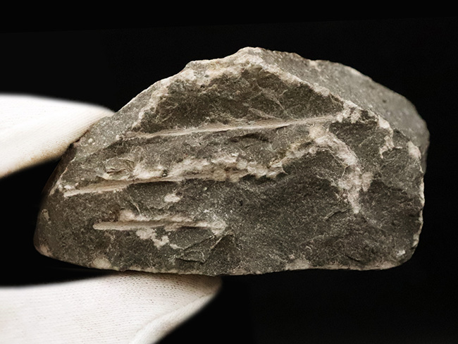 三葉虫コレクター必見の極上品!繊細かつ華麗で美しく、見るものを魅了してやまない、大人気三葉虫、キファスピス(Cyphaspis)の極上個体。繊細な棘が母岩に保持されている点にもご注目!(その11)