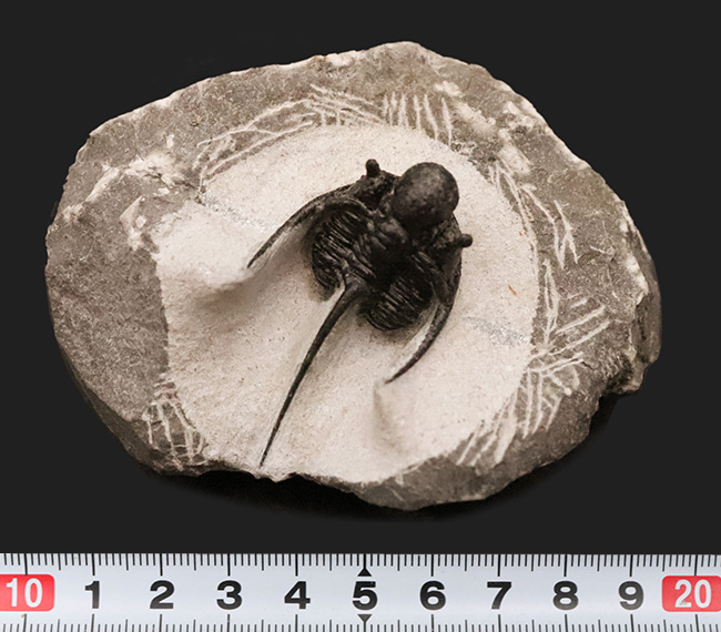 三葉虫コレクター必見の極上品!繊細かつ華麗で美しく、見るものを魅了してやまない、大人気三葉虫、キファスピス(Cyphaspis)の極上個体。繊細な棘が母岩に保持されている点にもご注目!(その12)