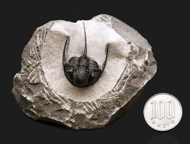 三葉虫コレクター必見の極上品!繊細かつ華麗で美しく、見るものを魅了してやまない、大人気三葉虫、キファスピス(Cyphaspis)の極上個体。繊細な棘が母岩に保持されている点にもご注目!(その13)