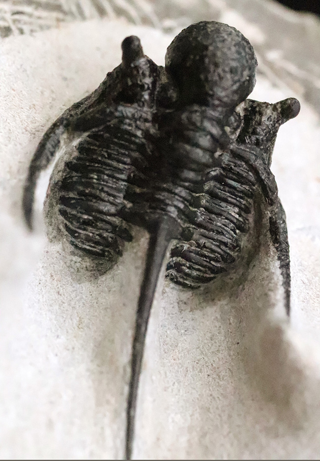 三葉虫コレクター必見の極上品!繊細かつ華麗で美しく、見るものを魅了してやまない、大人気三葉虫、キファスピス(Cyphaspis)の極上個体。繊細な棘が母岩に保持されている点にもご注目!(その2)