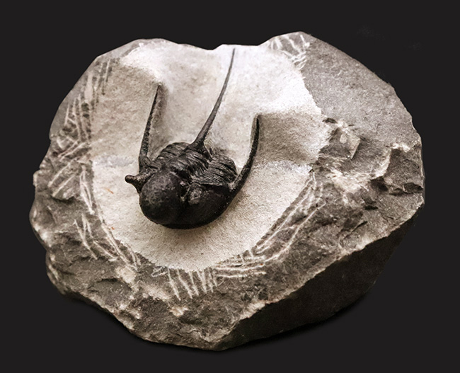 三葉虫コレクター必見の極上品!繊細かつ華麗で美しく、見るものを魅了してやまない、大人気三葉虫、キファスピス(Cyphaspis)の極上個体。繊細な棘が母岩に保持されている点にもご注目!(その3)