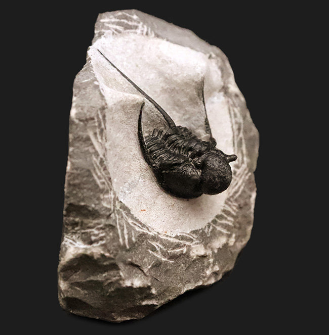 三葉虫コレクター必見の極上品!繊細かつ華麗で美しく、見るものを魅了してやまない、大人気三葉虫、キファスピス(Cyphaspis)の極上個体。繊細な棘が母岩に保持されている点にもご注目!(その4)