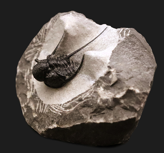 三葉虫コレクター必見の極上品!繊細かつ華麗で美しく、見るものを魅了してやまない、大人気三葉虫、キファスピス(Cyphaspis)の極上個体。繊細な棘が母岩に保持されている点にもご注目!(その5)
