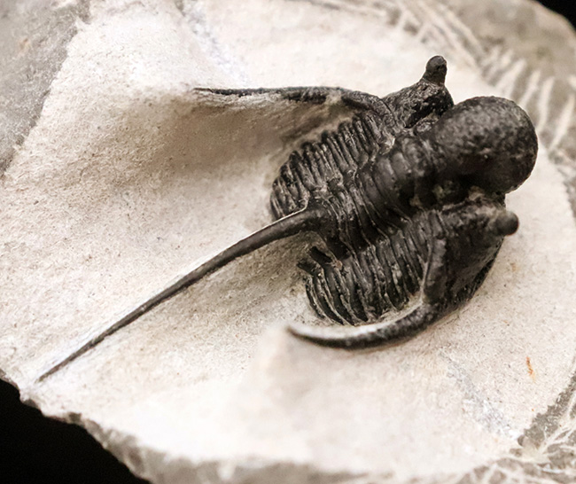三葉虫コレクター必見の極上品!繊細かつ華麗で美しく、見るものを魅了してやまない、大人気三葉虫、キファスピス(Cyphaspis)の極上個体。繊細な棘が母岩に保持されている点にもご注目!(その6)