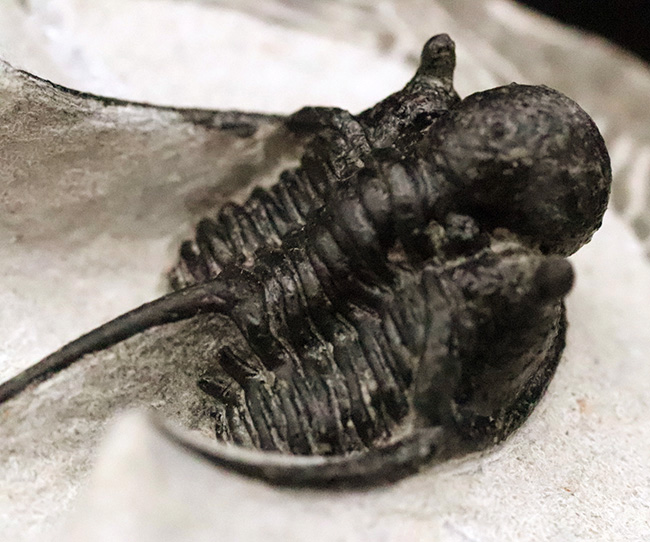 三葉虫コレクター必見の極上品!繊細かつ華麗で美しく、見るものを魅了してやまない、大人気三葉虫、キファスピス(Cyphaspis)の極上個体。繊細な棘が母岩に保持されている点にもご注目!(その7)