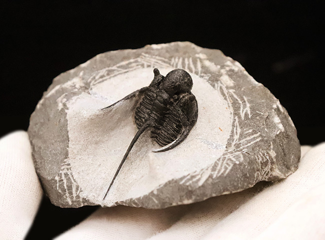 三葉虫コレクター必見の極上品!繊細かつ華麗で美しく、見るものを魅了してやまない、大人気三葉虫、キファスピス(Cyphaspis)の極上個体。繊細な棘が母岩に保持されている点にもご注目!(その8)