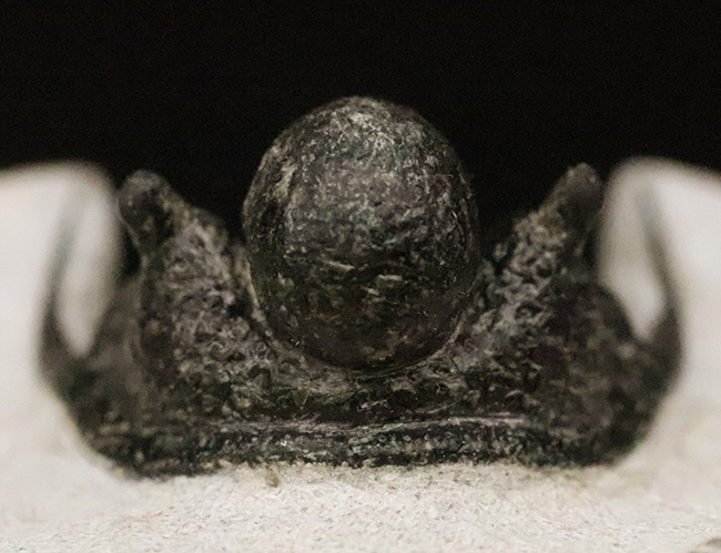 三葉虫コレクター必見の極上品!繊細かつ華麗で美しく、見るものを魅了してやまない、大人気三葉虫、キファスピス(Cyphaspis)の極上個体。繊細な棘が母岩に保持されている点にもご注目!(その9)