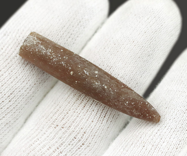 現世のイカによく似た生物、米国ニュージャージー州産ベレムナイト(Belemnite)の殻の化石(その2)