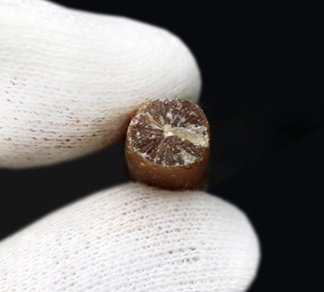 現世のイカによく似た生物、米国ニュージャージー州産ベレムナイト(Belemnite)の殻の化石(その3)