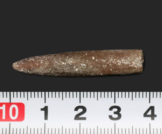 現世のイカによく似た生物、米国ニュージャージー州産ベレムナイト(Belemnite)の殻の化石(その4)