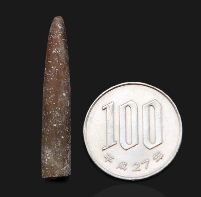 現世のイカによく似た生物、米国ニュージャージー州産ベレムナイト(Belemnite)の殻の化石(その5)