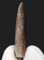 現世のイカによく似た生物、米国ニュージャージー州産ベレムナイト（Belemnite）の殻の化石