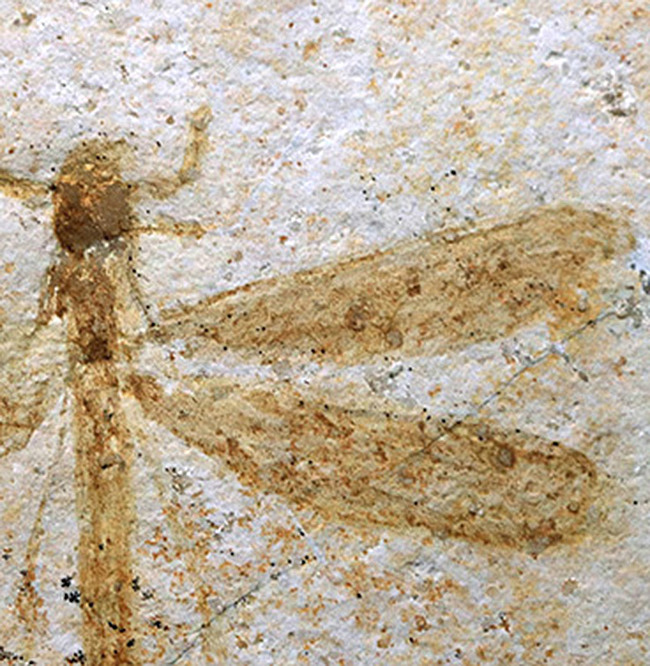 ウルトラレア！ドイツ・ゾルンホーフェン産のトンボ、メシュロペタラ