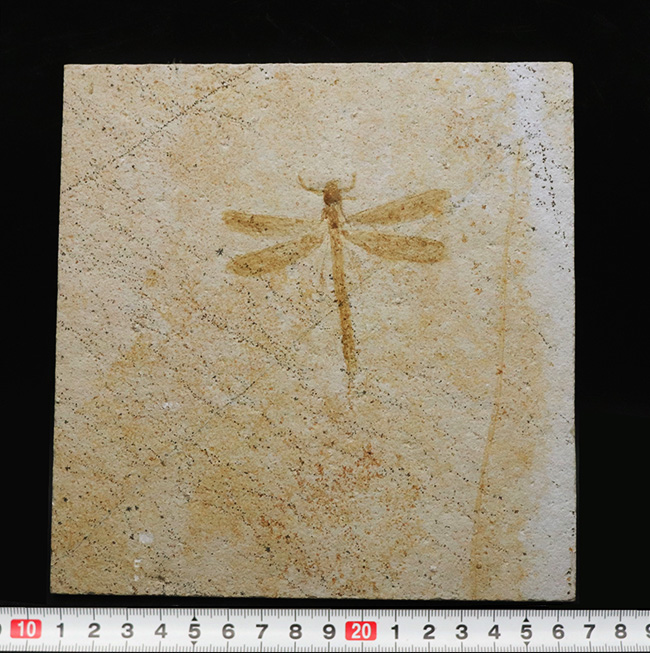 ウルトラレア!ドイツ・ゾルンホーフェン産のトンボ、メシュロペタラ(Mesuropetala)のパーフェクト標本(その12)