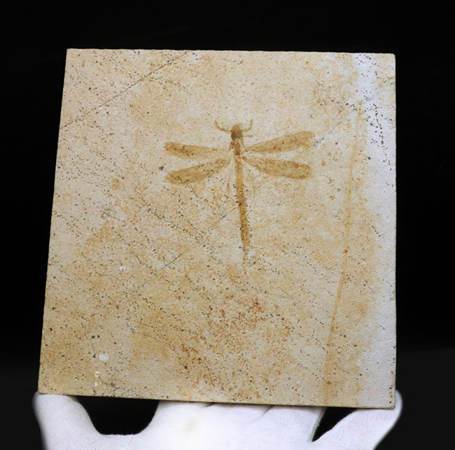 トンボ幼虫化石　標本 ウルトラレア！ドイツ・ゾルンホーフェン産のトンボ、メシュロペタラ