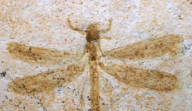 ウルトラレア！ドイツ・ゾルンホーフェン産のトンボ、メシュロペタラ