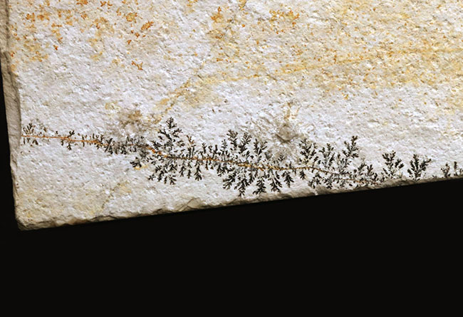 ウルトラレア!ドイツ・ゾルンホーフェン産のトンボ、メシュロペタラ(Mesuropetala)のパーフェクト標本(その8)