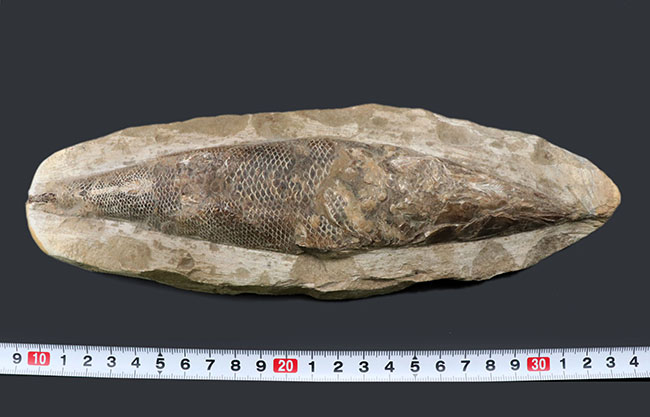 立派な個体、鱗の保存状態にご注目ください！１億年以上前の絶滅古代魚、ラコレピス（Rhacolepis）の化石（その11）