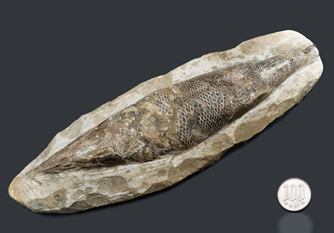 立派な個体、鱗の保存状態にご注目ください！１億年以上前の絶滅古代魚、ラコレピス（Rhacolepis）の化石（その13）