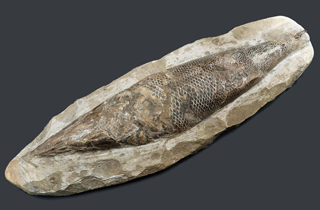 立派な個体、鱗の保存状態にご注目ください！１億年以上前の絶滅古代魚、ラコレピス（Rhacolepis）の化石（その2）