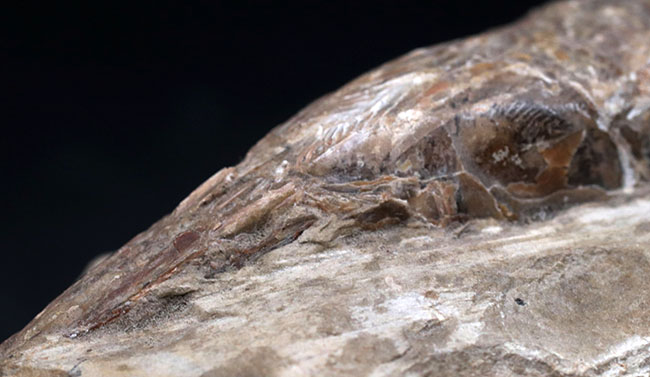 立派な個体、鱗の保存状態にご注目ください！１億年以上前の絶滅古代魚、ラコレピス（Rhacolepis）の化石（その3）