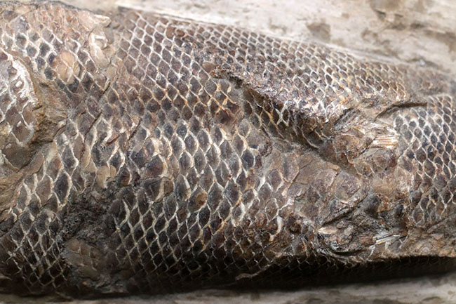 立派な個体、鱗の保存状態にご注目ください！１億年以上前の絶滅古代魚、ラコレピス（Rhacolepis）の化石（その4）