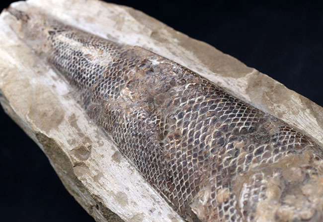 立派な個体、鱗の保存状態にご注目ください！１億年以上前の絶滅古代魚、ラコレピス（Rhacolepis）の化石（その7）
