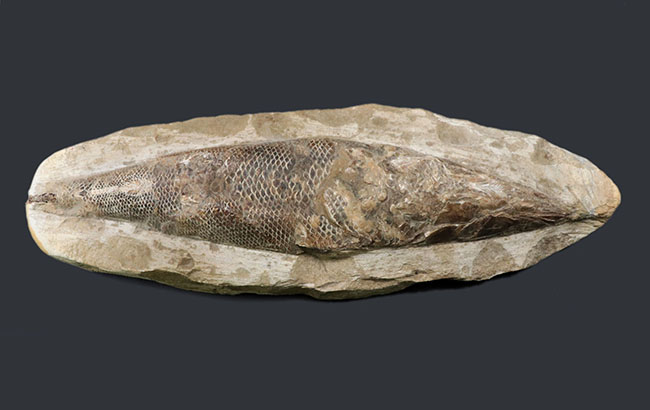 立派な個体、鱗の保存状態にご注目ください！１億年以上前の絶滅古代魚、ラコレピス（Rhacolepis）の化石（その8）