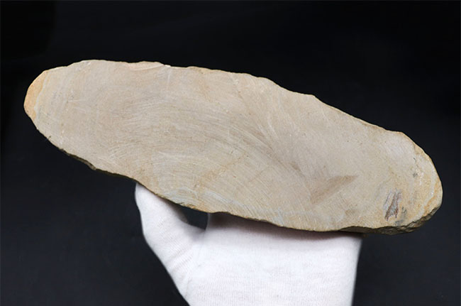 立派な個体、鱗の保存状態にご注目ください！1億年以上前の絶滅古代魚