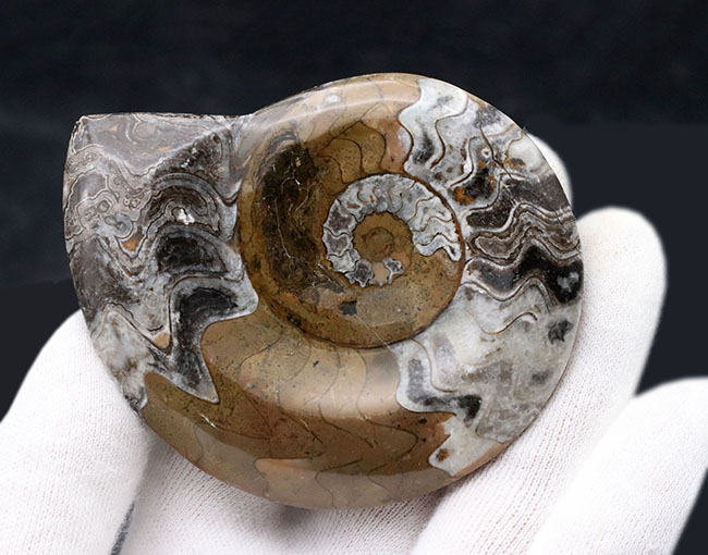 アンモナイトの祖先！古生代デボン紀を代表する頭足類、ゴニアタイト