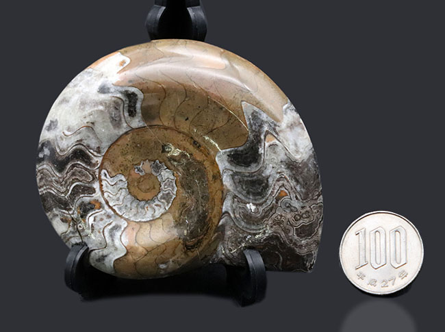 アンモナイトの祖先！古生代デボン紀を代表する頭足類、ゴニアタイト