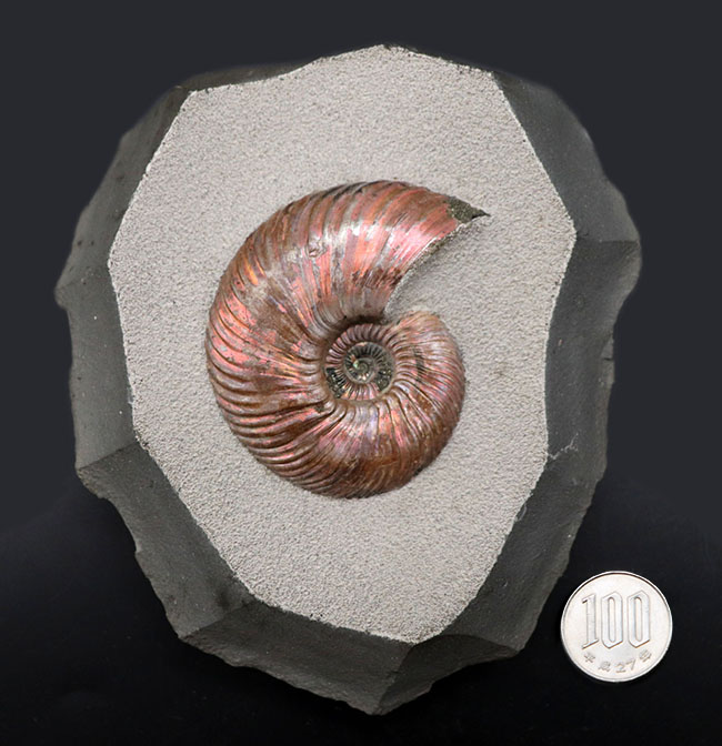 特大！インテリアとして完成された非常に美しい、ロシア産アンモナイト
