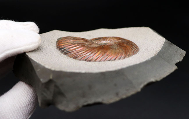 特大！インテリアとして完成された非常に美しい、ロシア産アンモナイト