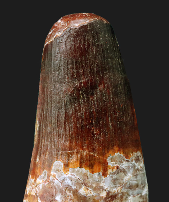 これぞ王者の証!信じられない太さを誇る、類まれなるスピノサウルス(Spinosaurus)の巨大歯化石(その2)