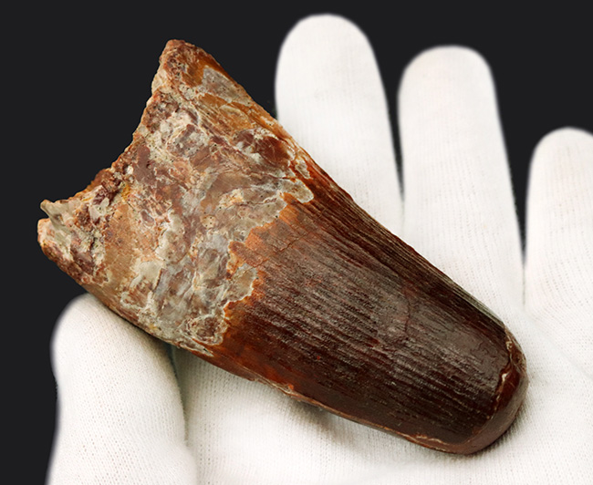 これぞ王者の証!信じられない太さを誇る、類まれなるスピノサウルス(Spinosaurus)の巨大歯化石(その3)