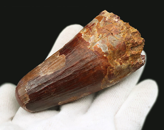 これぞ王者の証!信じられない太さを誇る、類まれなるスピノサウルス(Spinosaurus)の巨大歯化石(その4)