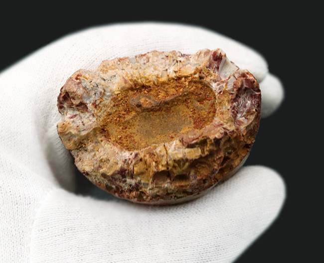 これぞ王者の証!信じられない太さを誇る、類まれなるスピノサウルス(Spinosaurus)の巨大歯化石(その6)
