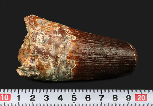 これぞ王者の証！信じられない太さを誇る、類まれなるスピノサウルス（Spinosaurus）の巨大歯化石（その7）