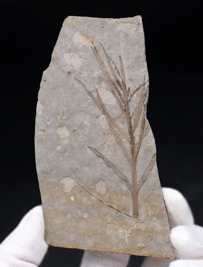 輪郭明瞭、中国遼寧省産の裸子植物、リャオニンゴクラドゥス（Liaoningocladus）の化石（その1）