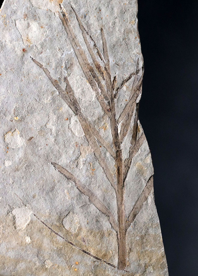 輪郭明瞭、中国遼寧省産の裸子植物、リャオニンゴクラドゥス（Liaoningocladus）の化石（その2）