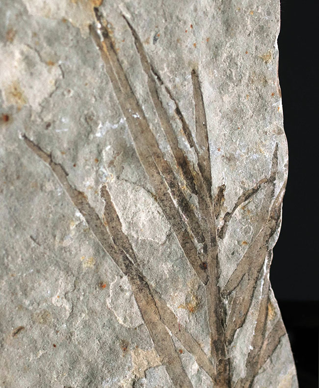 輪郭明瞭、中国遼寧省産の裸子植物、リャオニンゴクラドゥス（Liaoningocladus）の化石（その3）